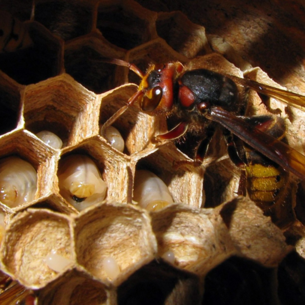 honeybee hive removal-pesteraser